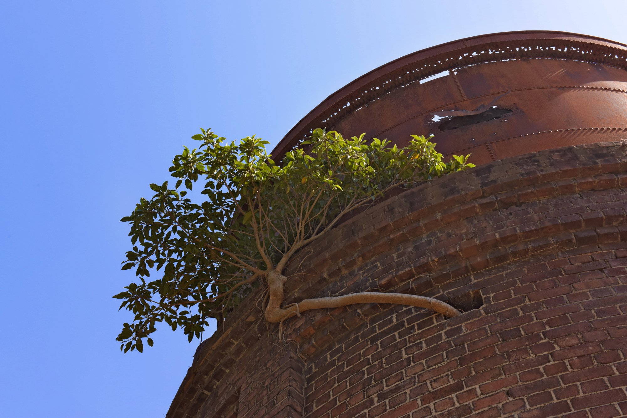 Close-up of a weathered riveted steel water tank with a tree rooted in the historic brickwork below